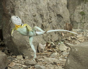 lizard